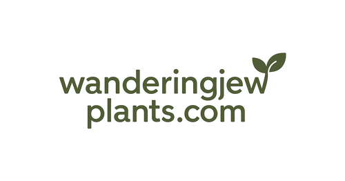 Wandering Jew Plants